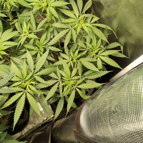 Durban Poison growlog timeline photo
