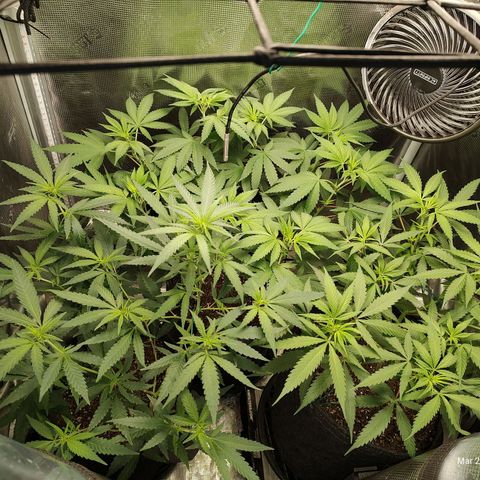 Durban Poison growlog timeline photo