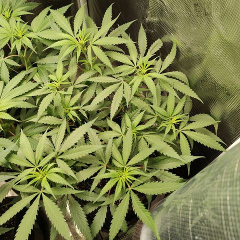 Durban Poison growlog timeline photo