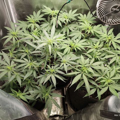 Durban Poison growlog timeline photo