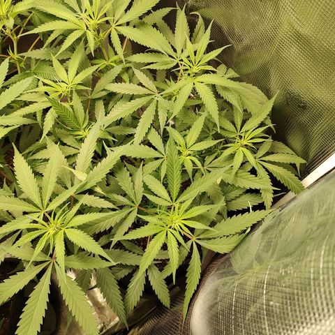 Durban Poison growlog timeline photo