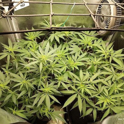 Durban Poison growlog timeline photo