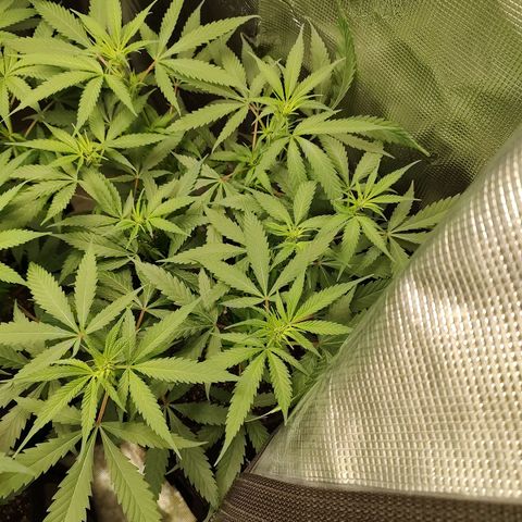 Durban Poison growlog timeline photo