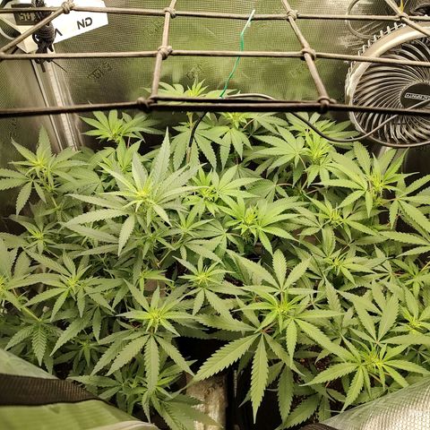 Durban Poison growlog timeline photo