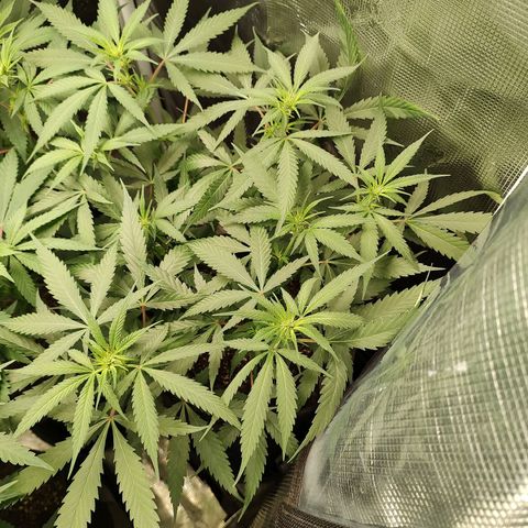 Durban Poison growlog timeline photo