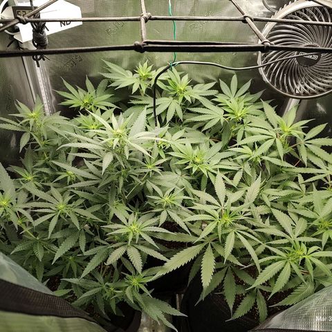 Durban Poison growlog timeline photo