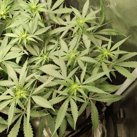 Durban Poison growlog timeline photo
