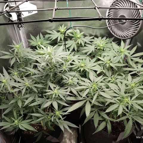 Durban Poison growlog timeline photo