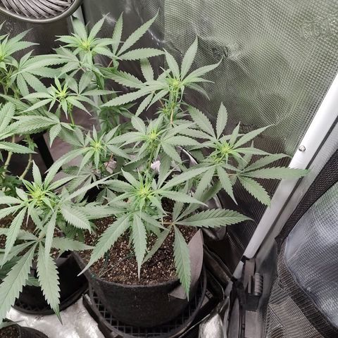 Durban Poison growlog timeline photo