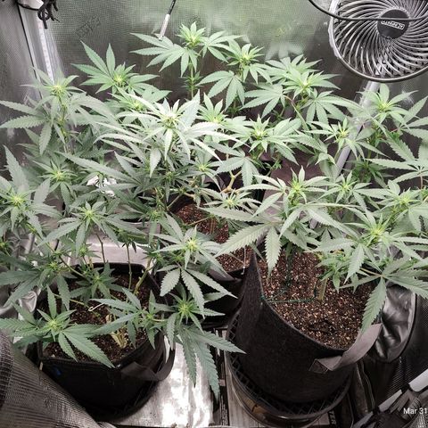Durban Poison growlog timeline photo