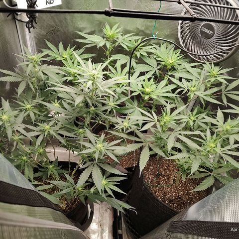 Durban Poison growlog timeline photo