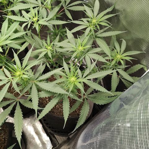 Durban Poison growlog timeline photo