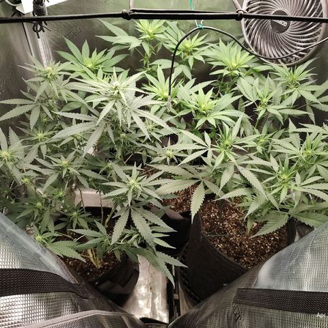 Durban Poison growlog timeline photo