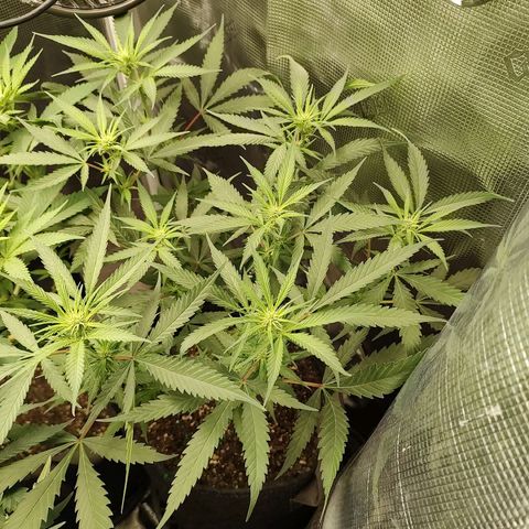 Durban Poison growlog timeline photo