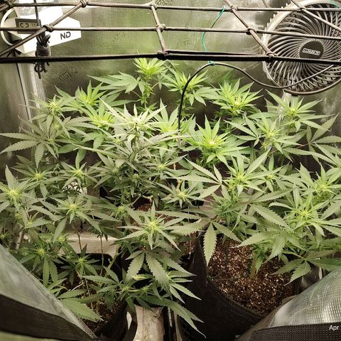 Durban Poison growlog timeline photo