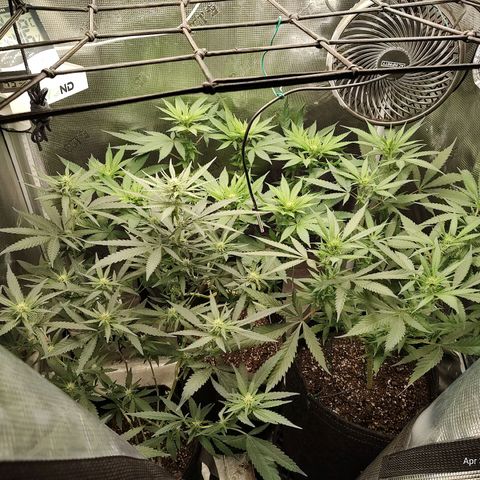 Durban Poison growlog timeline photo
