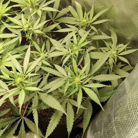 Durban Poison growlog timeline photo