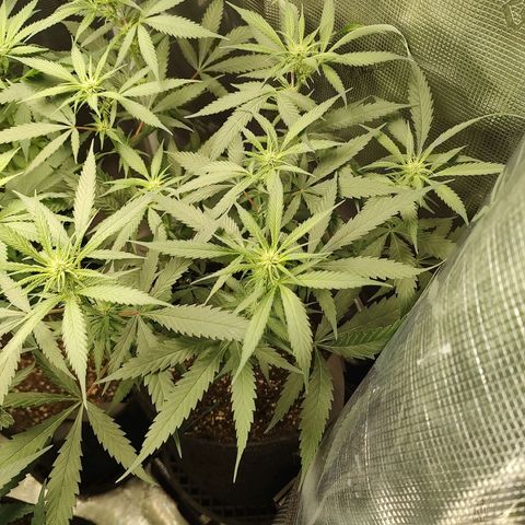 Durban Poison growlog timeline photo