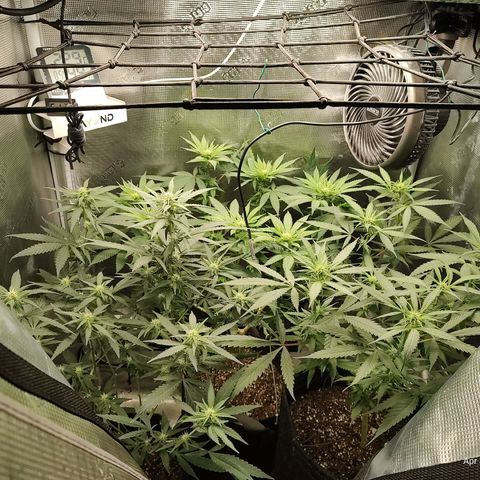 Durban Poison growlog timeline photo