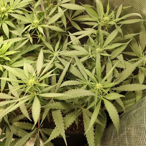 Durban Poison growlog timeline photo