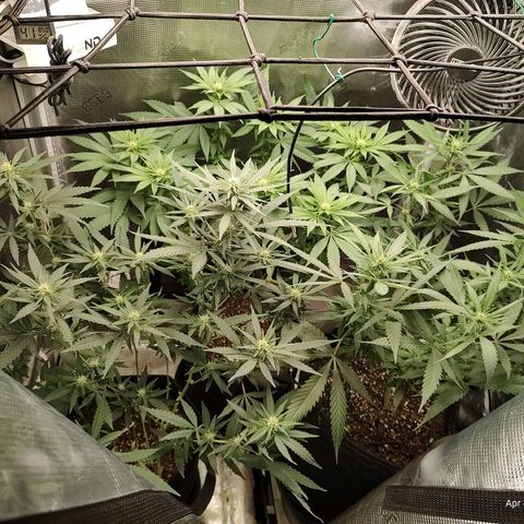 Durban Poison growlog timeline photo
