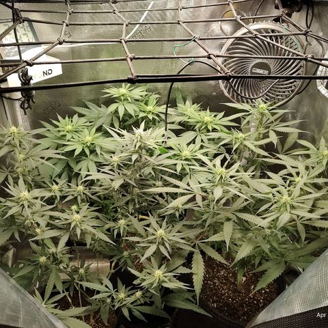 Durban Poison growlog timeline photo