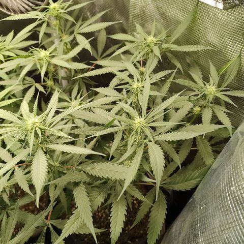 Durban Poison growlog timeline photo