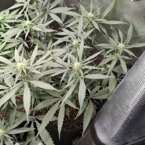 Durban Poison growlog timeline photo