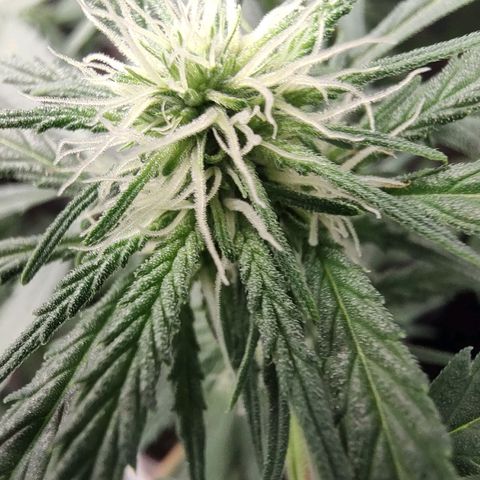 Durban Poison growlog timeline photo