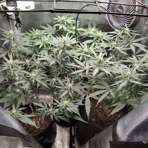 Durban Poison growlog timeline photo