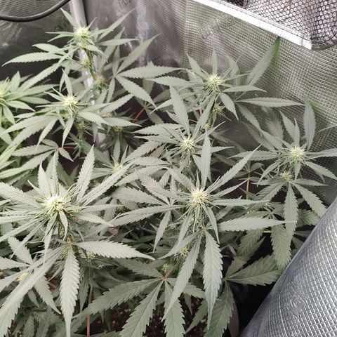 Durban Poison growlog timeline photo