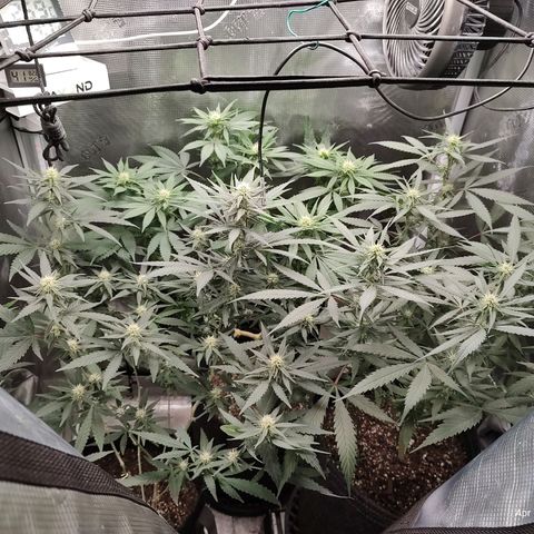 Durban Poison growlog timeline photo