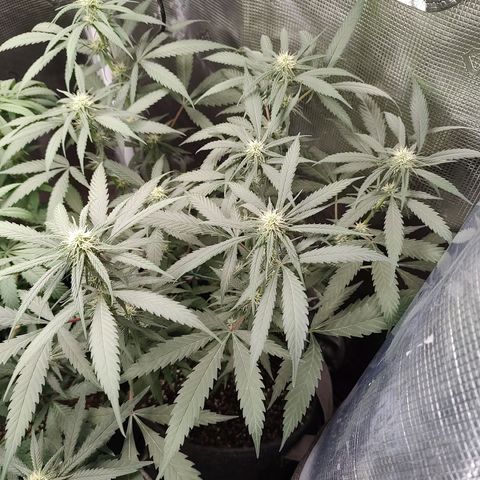 Durban Poison growlog timeline photo