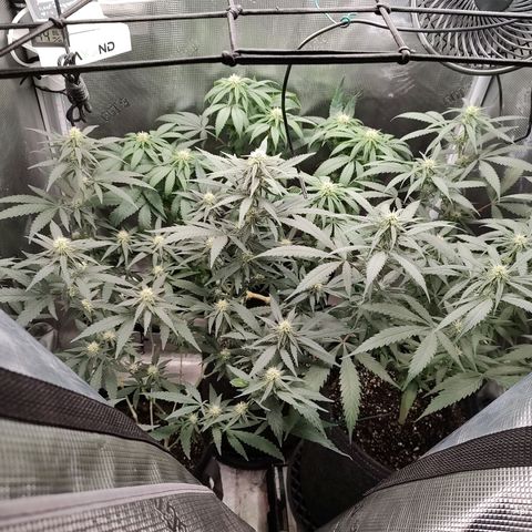 Durban Poison growlog timeline photo