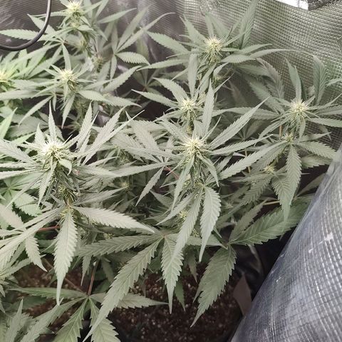 Durban Poison growlog timeline photo