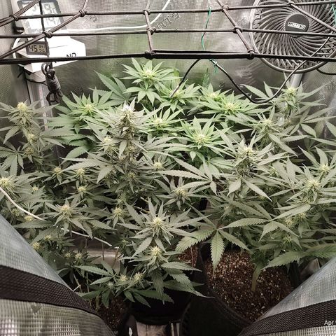 Durban Poison growlog timeline photo