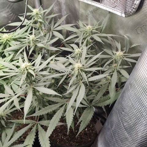 Durban Poison growlog timeline photo