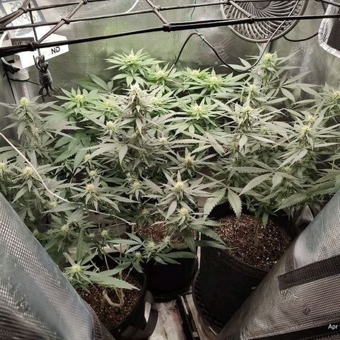 Durban Poison growlog timeline photo