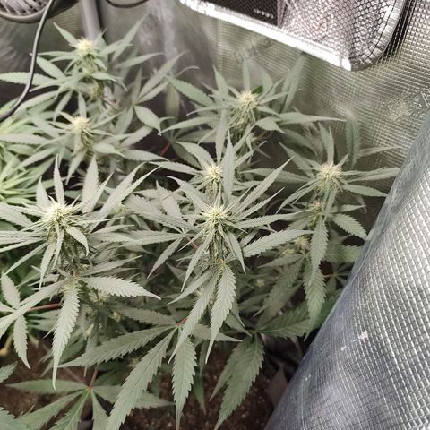 Durban Poison growlog timeline photo