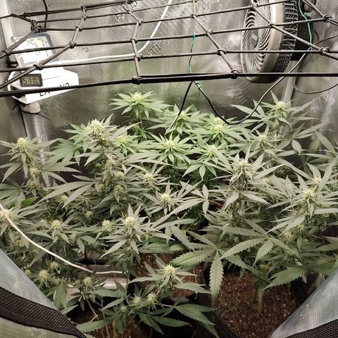 Durban Poison growlog timeline photo