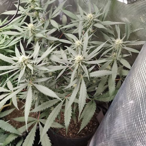 Durban Poison growlog timeline photo