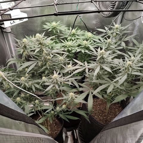 Durban Poison growlog timeline photo