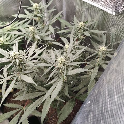 Durban Poison growlog timeline photo