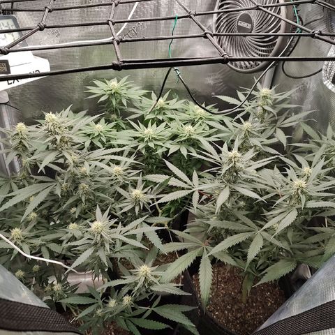 Durban Poison growlog timeline photo