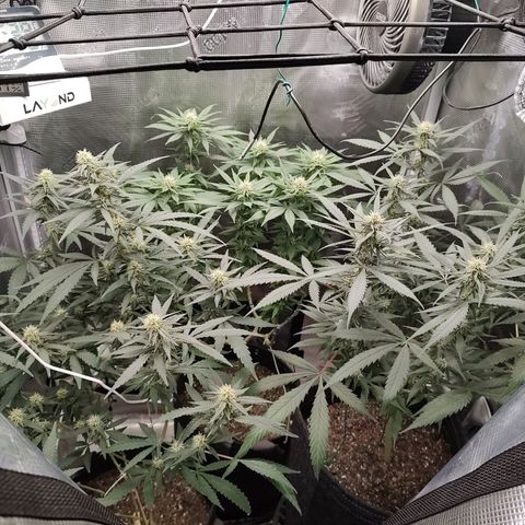 Durban Poison growlog timeline photo