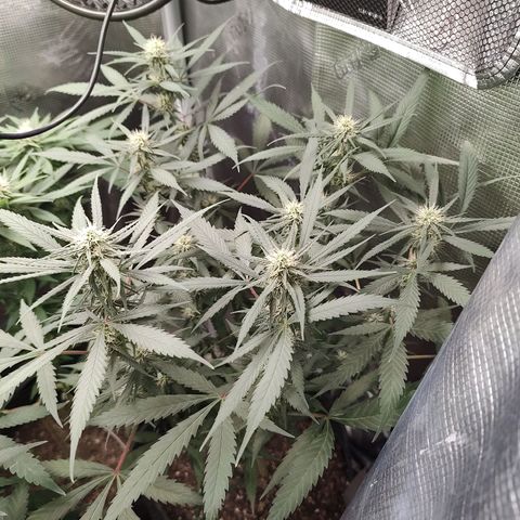 Durban Poison growlog timeline photo