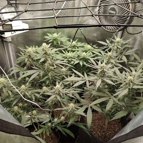 Durban Poison growlog timeline photo