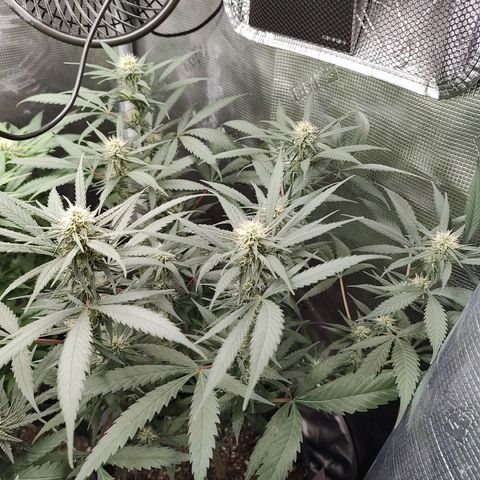 Durban Poison growlog timeline photo