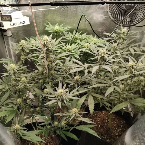 Durban Poison growlog timeline photo