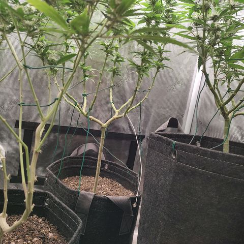 Durban Poison growlog timeline photo